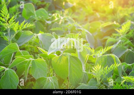 Plantes de soja avec l'herbe à poux, Ambrosia artemisiifolia, une des mauvaises herbes les plus importantes et les plus envahissantes Banque D'Images