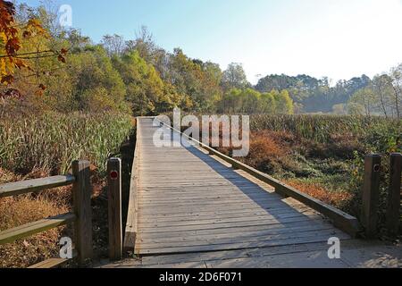 Une promenade traverse une zone humide avec des catadites en automne. Banque D'Images