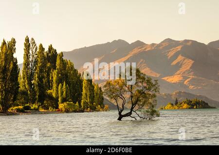 Willow in Lake Wanaka au coucher du soleil, Parc national Mount Aspiring, site du patrimoine mondial de l'UNESCO, Otago, Île du Sud, Nouvelle-Zélande, Océanie Banque D'Images