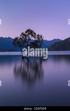 Lac Wanaka à l'heure bleue, Parc national du Mont Aspiring, site classé au patrimoine mondial de l'UNESCO, Otago, Île du Sud, Nouvelle-Zélande, Océanie Banque D'Images