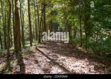 Un sentier de randonnée à travers une réserve arborée avec lumière du soleil et ombres projetées. Banque D'Images