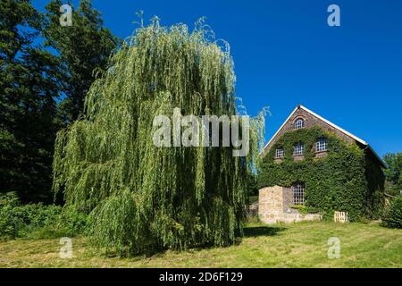 Deutschland, Dorsten-Deuten, Lippe, Ruhr, Hohe Mark Westmuensterland nature Park, Muensterland, Westphalie, Rhénanie-du-Nord-Westphalie, Tueshaus-Muehle am Hammbach, maison résidentielle et Wassermuehle, monument culturel technique, saule pleureux sur un pré *** Légende locale *** Banque D'Images