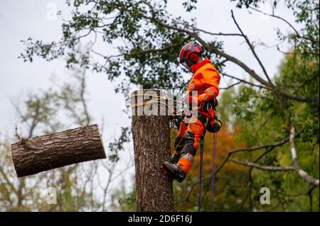 Denham, Royaume-Uni. 16 octobre 2020. HS2 étaient à nouveau en travail aujourd'hui dans le parc régional normalement tranquille de Denham, détruisant des arbres matures. C'est en préparation pour un nouveau pont temporaire qui est en cours de construction pour amener leurs camions et l'équipement à travers le délicat ruisseau de craie rivière Colne. Les arbres abattus aujourd'hui par HS2 étaient juste à côté de la limite du camp de protection de Denham Ford où les militants de l'environnement HS2 Rebellion anti HS2 vivent dans les bois. Ce matin, un arbre mûr abattu par HS2 s'est écrasé à travers des clôtures haute sécurité HS2 sur un sentier près de l'endroit où un manifestant filmait Banque D'Images