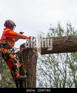 Denham, Royaume-Uni. 16 octobre 2020. HS2 étaient à nouveau en travail aujourd'hui dans le parc régional normalement tranquille de Denham, détruisant des arbres matures. C'est en préparation pour un nouveau pont temporaire qui est en cours de construction pour amener leurs camions et l'équipement à travers le délicat ruisseau de craie rivière Colne. Les arbres abattus aujourd'hui par HS2 étaient juste à côté de la limite du camp de protection de Denham Ford où les militants de l'environnement HS2 Rebellion anti HS2 vivent dans les bois. Ce matin, un arbre mûr abattu par HS2 s'est écrasé à travers des clôtures haute sécurité HS2 sur un sentier près de l'endroit où un manifestant filmait Banque D'Images