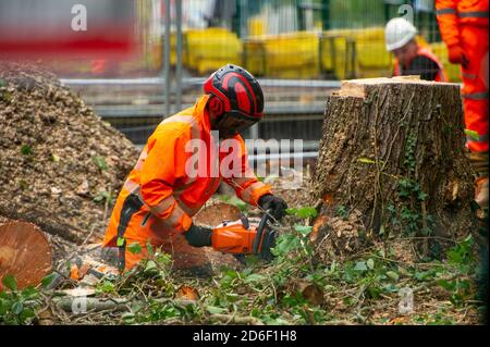 Denham, Royaume-Uni. 16 octobre 2020. HS2 étaient à nouveau en travail aujourd'hui dans le parc régional normalement tranquille de Denham, détruisant des arbres matures. C'est en préparation pour un nouveau pont temporaire qui est en cours de construction pour amener leurs camions et l'équipement à travers le délicat ruisseau de craie rivière Colne. Les arbres abattus aujourd'hui par HS2 étaient juste à côté de la limite du camp de protection de Denham Ford où les militants de l'environnement HS2 Rebellion anti HS2 vivent dans les bois. Ce matin, un arbre mûr abattu par HS2 s'est écrasé à travers des clôtures haute sécurité HS2 sur un sentier près de l'endroit où un manifestant filmait Banque D'Images