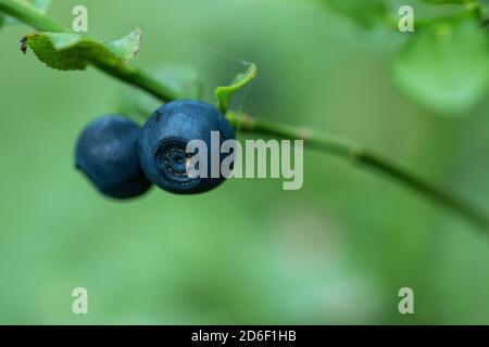 Un gros plan d'un délicieux et comestible bleuet sauvage (Vaccinium myrtillus) Banque D'Images