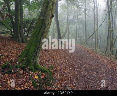 Un sentier de randonnée très agréable dans la brume matinale. La forêt est magique. Feuilles d'automne sur le sol. On a l'impression de marcher dans un conte de fées. Banque D'Images