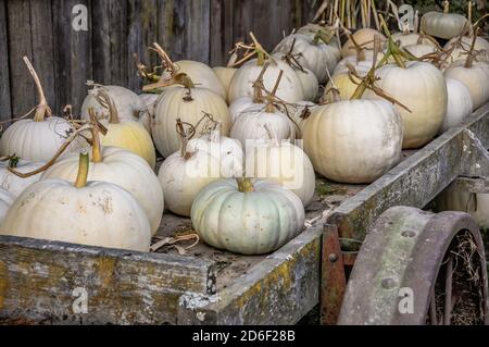 Un grand groupe de citrouilles blanches avec des tiges sur un vieux chariot rustique en bois. Banque D'Images