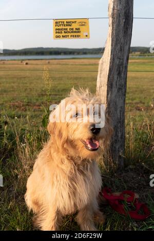 Allemagne, Mecklembourg-Poméranie occidentale, île de Ruegen, Seedorf, chien en face d'un panneau d'avertissement trilingue 'Veuillez ne pas nourrir!' Banque D'Images