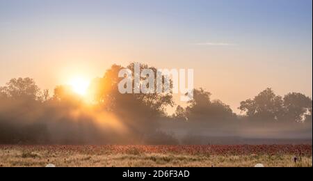 Lever de soleil avec brume matinale sur un champ de pavot près de Jena en Thuringe. Banque D'Images