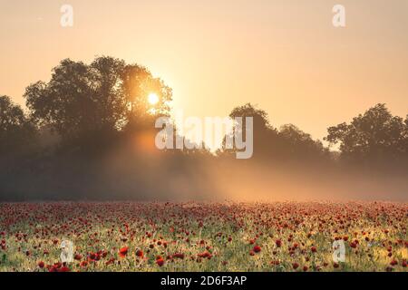Lever de soleil avec brume matinale sur un champ de pavot près de Jena en Thuringe. Banque D'Images