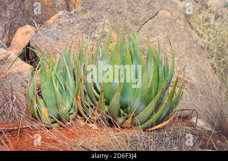 Plante d'aloès poussant dans la nature sur terrain rocheux Banque D'Images