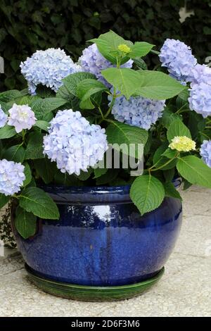 Belle hortensias bleu dans une casserole en céramique Banque D'Images