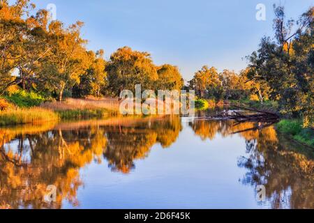 Lumière dorée sur la canopie de gommiers le long de la rivière Macquarie à Dubbo depuis la passerelle au coucher du soleil. Banque D'Images