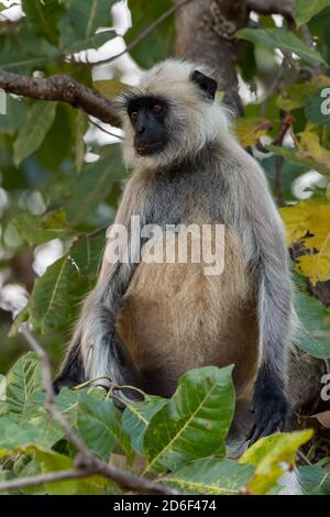 Le langur gris (Semnopithecus) adopte des poses presque humaines dans le bois Habitats de l'Inde Banque D'Images