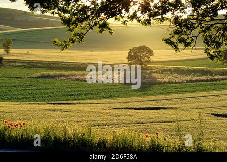 Soirée dans le paysage culturel de Weinviertel, Basse-Autriche Banque D'Images