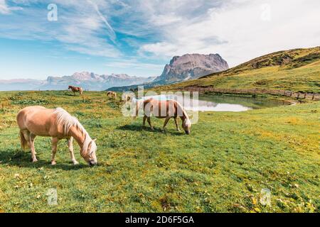 Chevaux Haflinger paître sur les pâturages de l'Alpe di Siusi / Seiseralm, Bolzano, Tyrol du Sud, Italie, Europe Banque D'Images