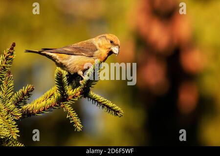 Oiseau de mer coloré européen Red crossbill, Loxia curvirostra perché sur une branche d'épinette pendant un beau coucher de soleil dans la forêt boréale estonienne. Banque D'Images