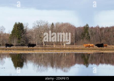 Bovins des Highlands (Bos taurus) dans un pré inondé pendant la soi-disant cinquième saison dans le parc national de Soomaa, Estonie, Europe du Nord. Banque D'Images
