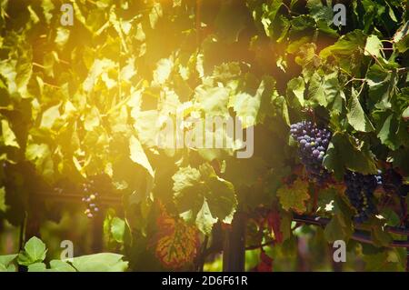 Gros plan de la vigne.UN groupe de raisins de vin rouge suspendus D'une vigne sur le soleil couchant et la montagne de toile de fond.Vine avec baies et feuilles de raisin Banque D'Images
