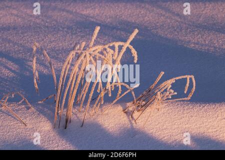 Neige givrée sur un champ enneigé pendant un lever de soleil dinkish dans un froid matin d'hiver en Estonie, État Baltique. Banque D'Images