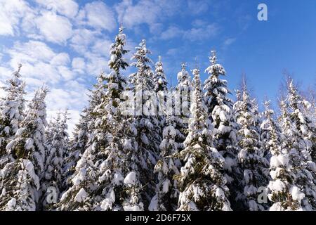 Des épinettes couvertes de neige ont été recouvertes dans un pays merveilleux d'hiver pendant une belle matinée dans une forêt boréale de conifères d'Estonie, en Europe du Nord. Banque D'Images