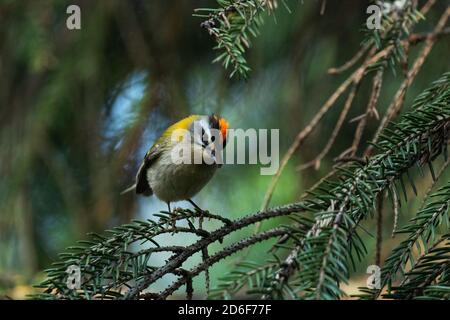 Petit oiseau de mer européen commun Firecrest, Regulus ignicapilla, chantant pendant une saison de reproduction en été dans une forêt boréale de nature estonienne. Banque D'Images