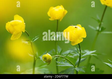 Floraison jaune vif Globeflowers, Trollius europaeus pendant un printemps luxuriant en Estonie, Europe du Nord. Banque D'Images