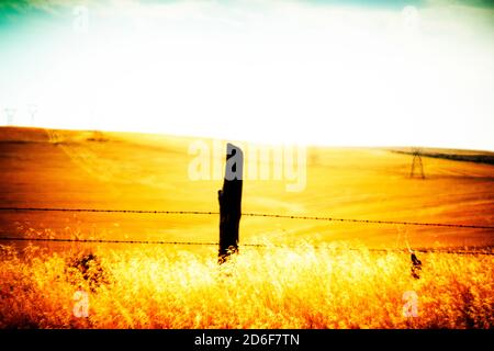 Poste en bois et clôture en fil barbelé bordant le paysage agricole doré Banque D'Images