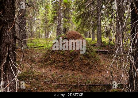 Un grand et élevé fourmis nichent dans une forêt de taïga de conifères finlandais en Europe du Nord pendant l'été. Banque D'Images