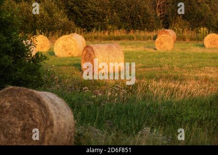 Balles de foin doré laissées sur un pré pendant un beau coucher de soleil dans la campagne estonienne. Banque D'Images