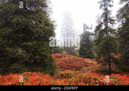Fond de forêt rouge coloré pendant le feuillage d'automne dans le parc national de Riisitunturi, Laponie, nord de la Finlande. Banque D'Images
