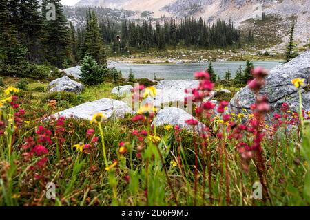 Magnifique paysage de vallée avec fleurs et lac avec Eau calme située dans la forêt dans la région montagneuse de la Grande-Bretagne Colombie Banque D'Images