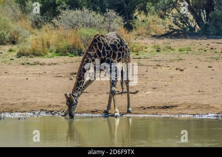 Girafe sud-africaine ou girafe du Cap (Giraffa Camelopardalis giraffa) eau potable dans le parc Kruger Banque D'Images