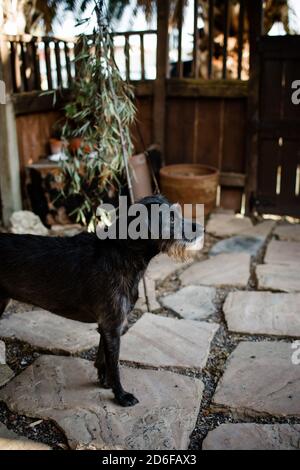 Chien noir avec barbe debout sur le patio Banque D'Images