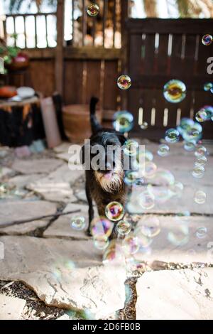 Chien noir qui dépasse la langue en jouant avec des bulles Cour Banque D'Images