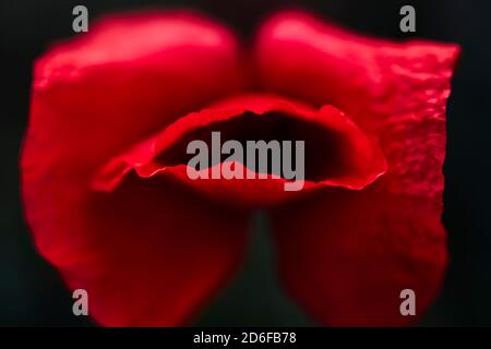 Coquelicot, coquelicot de maïs, fleur Banque D'Images