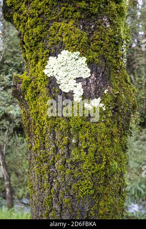 lichens blancs attachés à un tronc d'arbre Banque D'Images