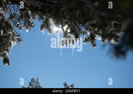 Glaces suspendues à un pin avec le soleil qui se couche les branches Banque D'Images