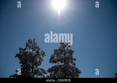 Le soleil brille au-dessus de 2 grands pins couverts de neige jour d'hiver ensoleillé Banque D'Images