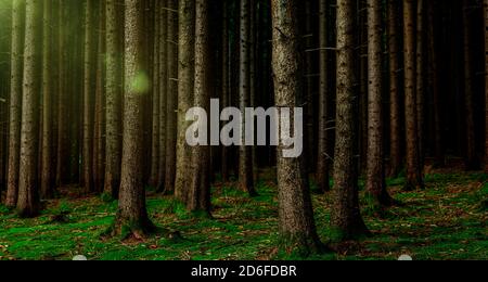 Faisceau de lumière dans une forêt de conifères sombre Banque D'Images