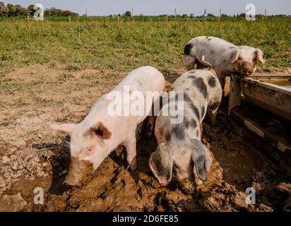 Kamp-Lintfort, Rhénanie-du-Nord-Westphalie, Allemagne - Oekolandbau NRW, cochons biologiques wallow dans la boue, cochons de pâturage, cochons en liberté vivent sur la ferme de Bioland Frohnenbruch toute l'année en plein air, comme protection contre les intempéries il n'y a qu'un abri ouvert. Banque D'Images