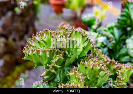 Famille des spupes, os de dragon, (Euphorbia lactea), cactus dans le jardin du Palmier Auberge Paysanne, auberge, Saint-Philippe, la Réunion, territoire français d'outre-mer, France, Océan Indien Banque D'Images