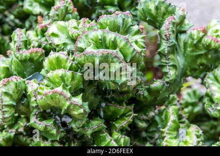 Famille des spupes, os de dragon, (Euphorbia lactea), cactus dans le jardin du Palmier Auberge Paysanne, auberge, Saint-Philippe, la Réunion, territoire français d'outre-mer, France, Océan Indien Banque D'Images