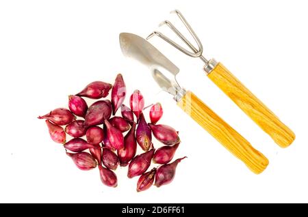 Ensembles d'oignons rouges pour la plantation dans le jardin. Studio photo Banque D'Images