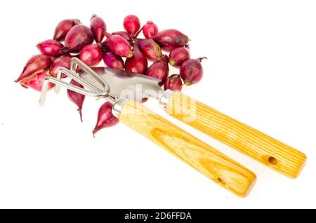 Ensembles d'oignons rouges pour la plantation dans le jardin. Studio photo Banque D'Images