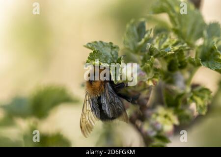 Arbre Bumblebee sur un buisson de cassis Banque D'Images