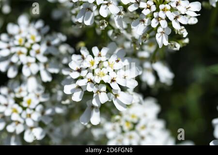 Evergreen candytuft, Iberis sempervirens Banque D'Images