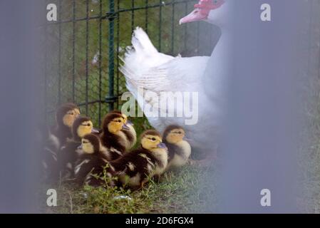 Poussins de canard verni, canard musqué (Cairina moschata) Banque D'Images