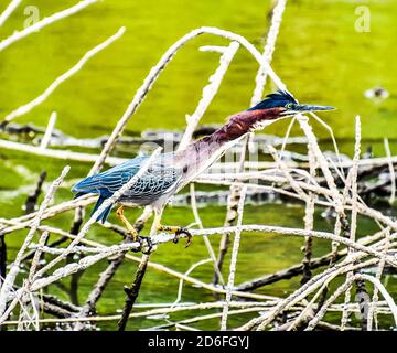 oiseau heron sur fil, région du volcan Arenal au costa rica d'amérique centrale Banque D'Images